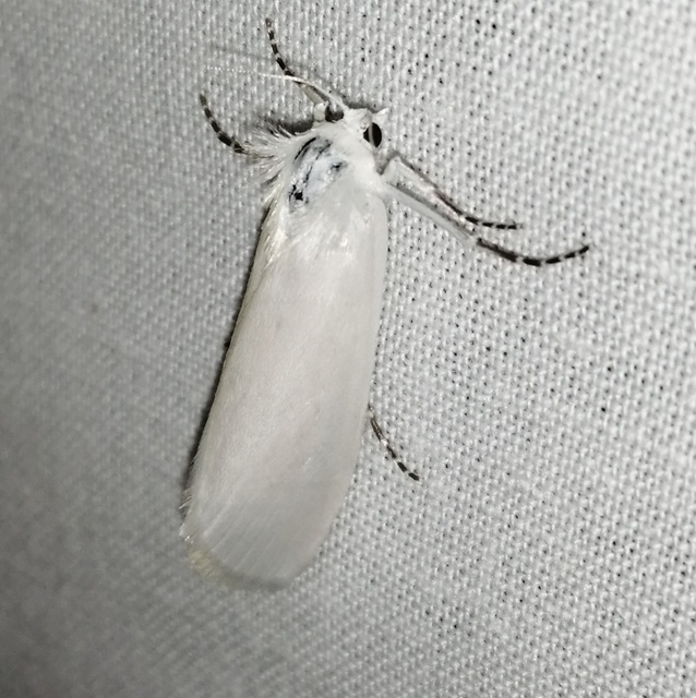 Leucoma salicis - fűzfaszövő