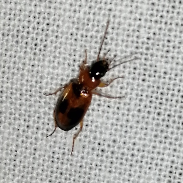 Badister meridionalis - közönséges posványfutonc