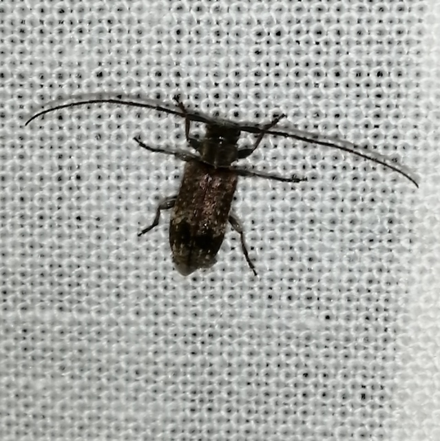 Exocentrus adspersus - tölgyfa-rőzsecincér