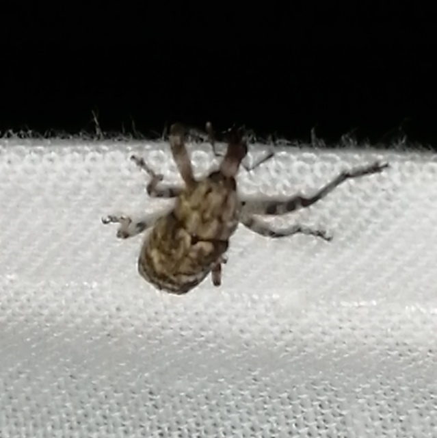 Gasterocercus depressirostris - laposorrú ormányos