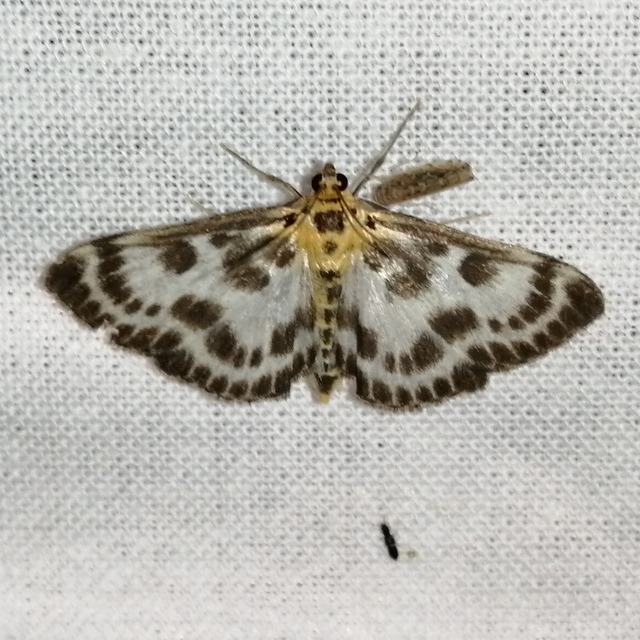 Anania hortulata - tarka csalánmoly
