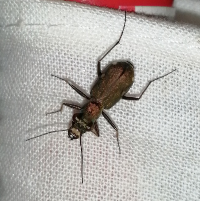 Cylindera germanica - parlagi homokfutrinka