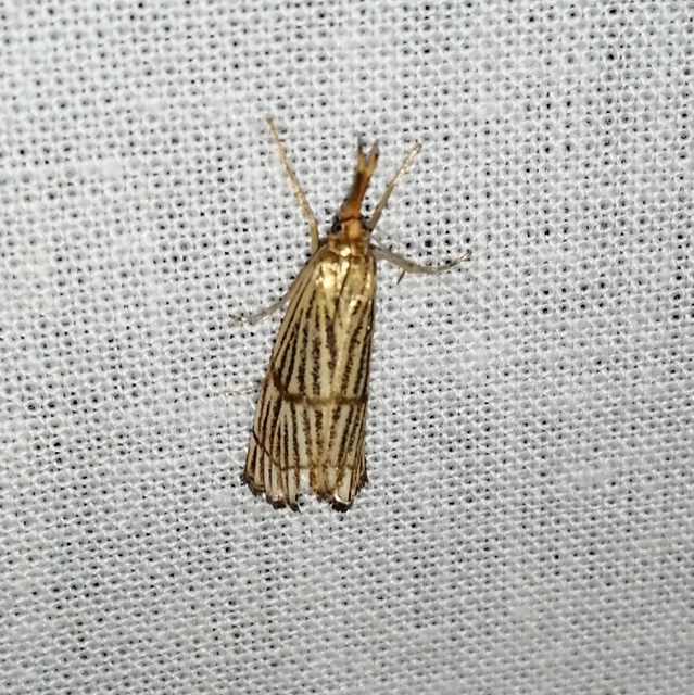 Chrysocrambus linetella - déli fűgyökérmoly