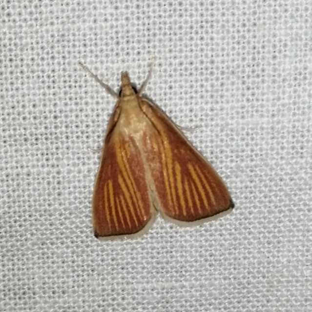 Nascia cilialis - sásrágó tűzmoly