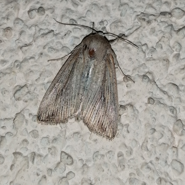 Leucania obsoleta - pontozott rétibagoly