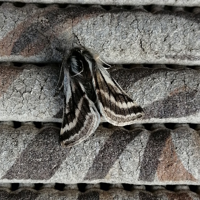 Lycia zonaria - öves tavasziaraszoló