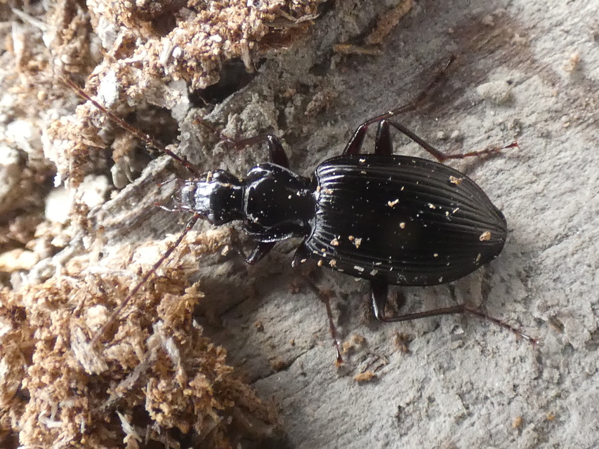 Limodromus assimilis - vöröslábú kisfutó