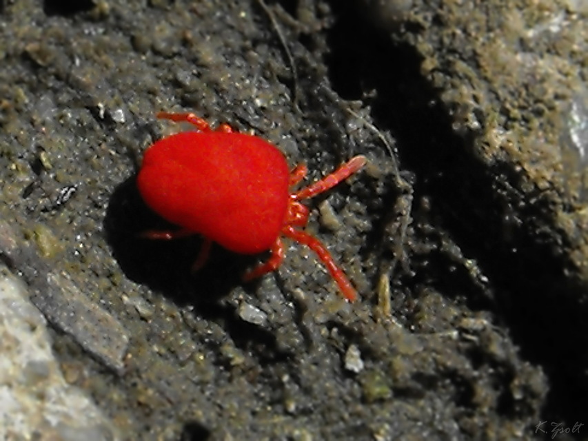 Trombidium