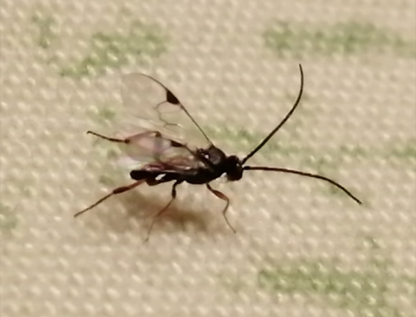 Braconidae - gyilkosfürkészek
