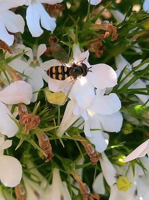 Eupeodes