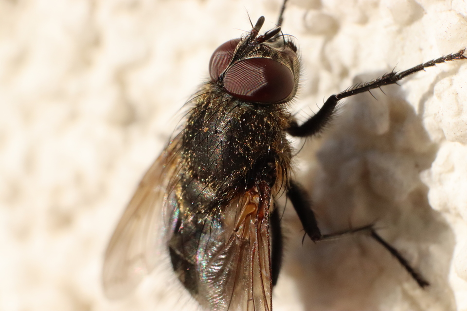 Pollenia