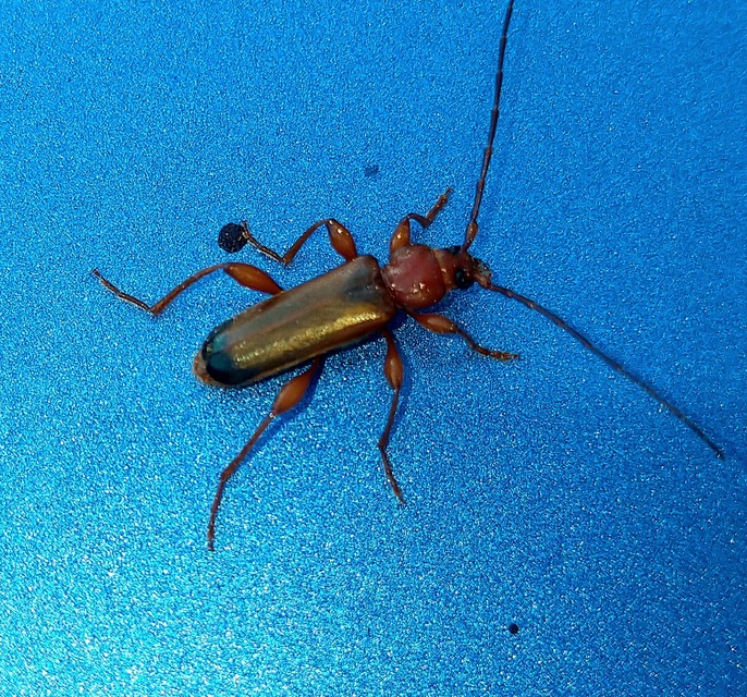 Phymatodes testaceus - változékony korongcincér Phymatodes testaceus - változékony korongcincér
