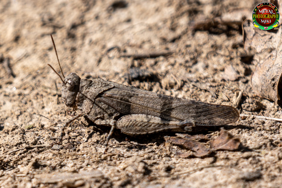 Oedipoda caerulescens - kékszárnyú sáska