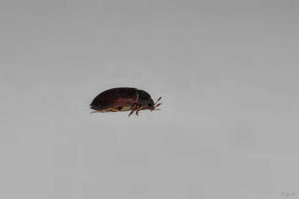 Attagenus brunneus - barna szűcsbogár