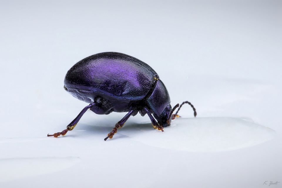 Chrysolina sturmi - vöröslábú levelész