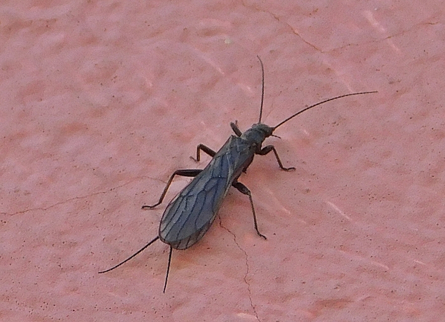 Plecoptera - Álkérészek