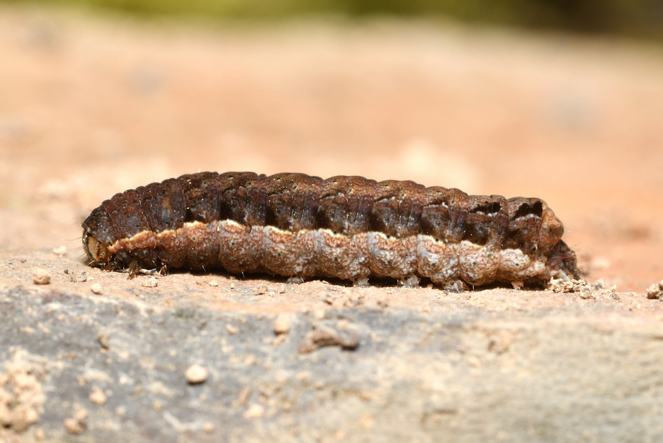 Epilecta linogrisea - karcsú sárgafűbagoly
