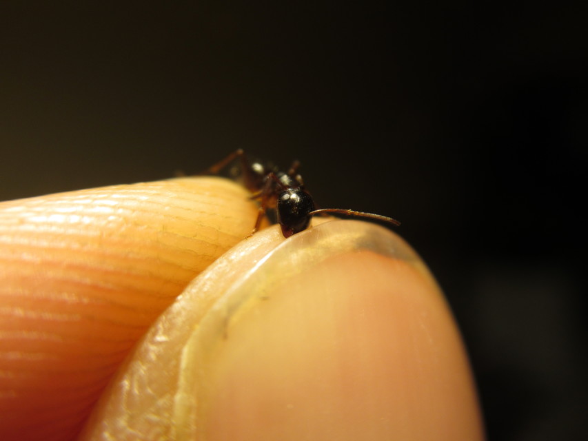 Camponotus fallax - ligeti lóhangya