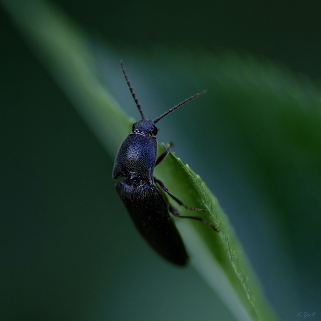Melanotus punctolineatus - sávos gyászpattanó
