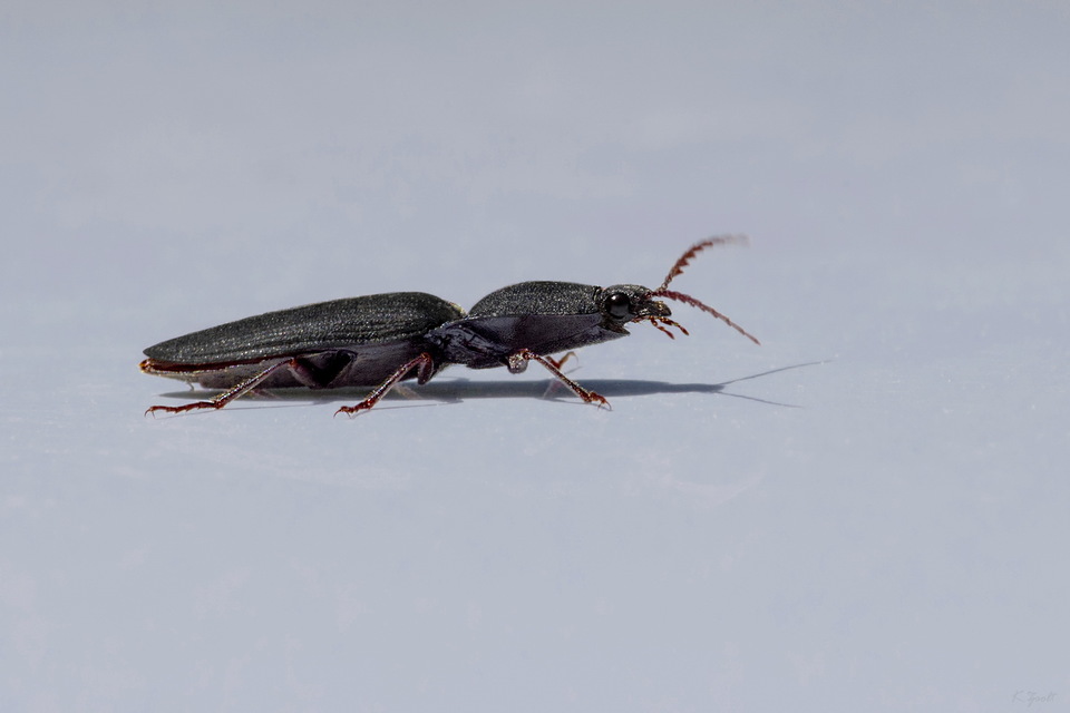 Neopristilophus insitivus - lapos pattanó