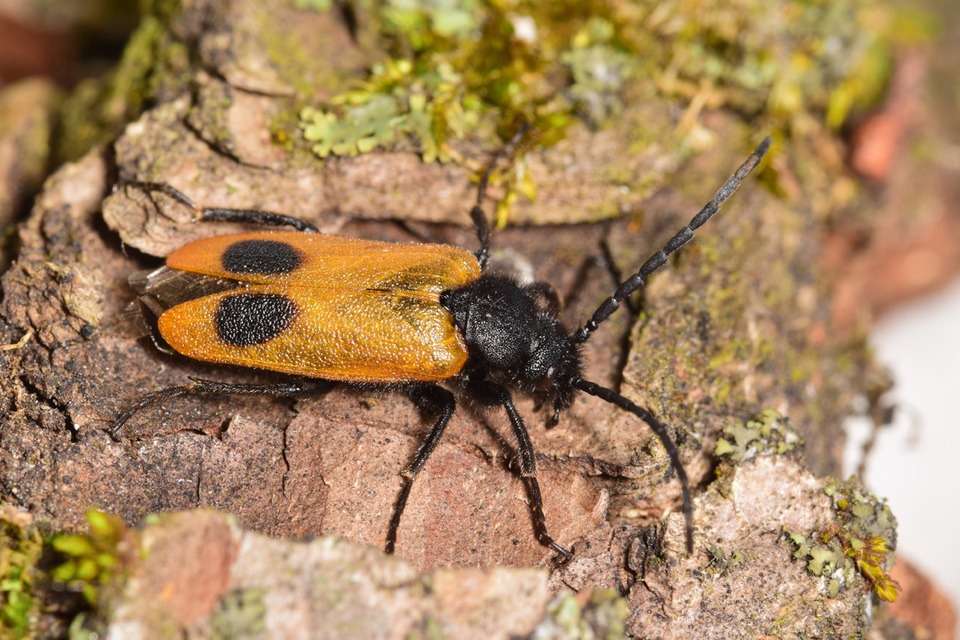 Apalus bimaculatus - kétfoltos élősdibogár