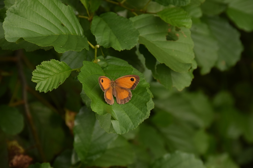 Pyronia tithonus - kis ökörszemlepke
