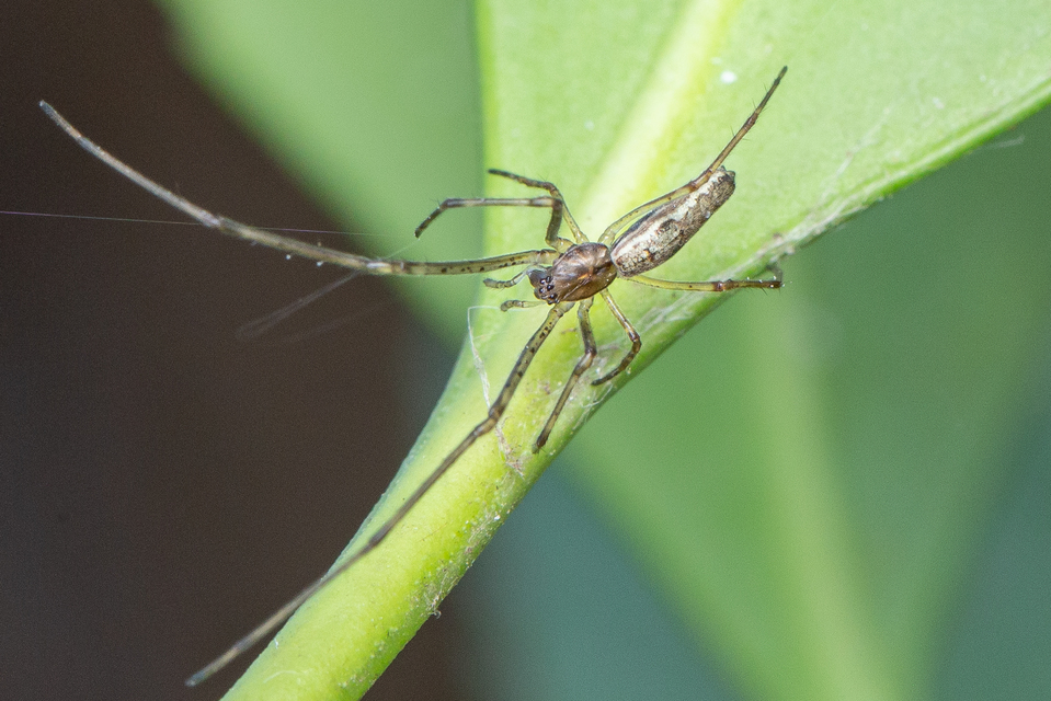 Tetragnatha