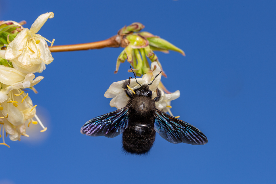 Xylocopa violacea - kék fadongó