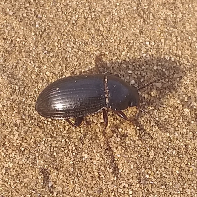 Nalassus dermestoides - rövidszárnyú gyászbogár