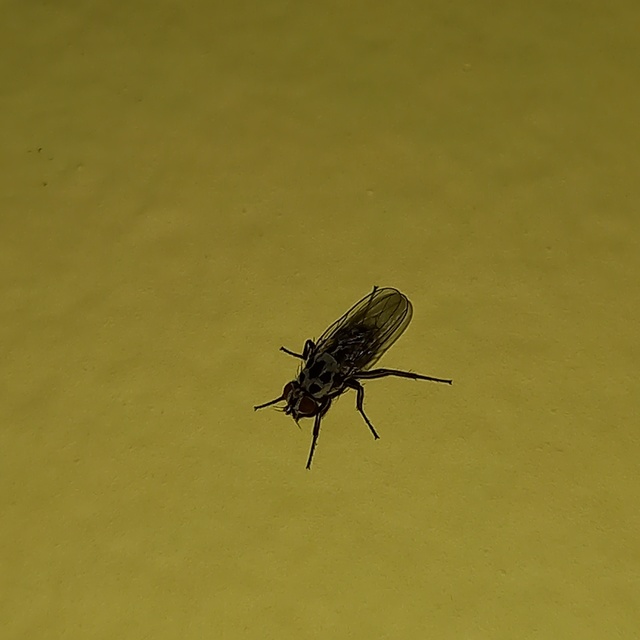 Anthomyia
