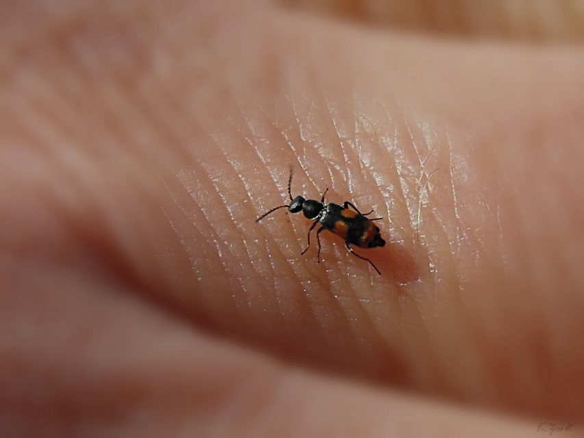 Anthocomus fasciatus - sárgaszalagos bibircsesbogár