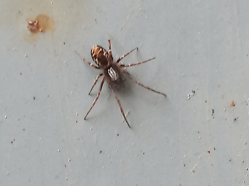 Dictynidae - hamvaspókok