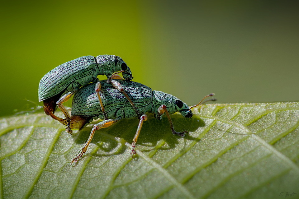 Polydrusus formosus - selymes lombormányos