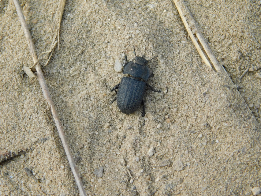 Opatrum sabulosum - sároshátú gyászbogár