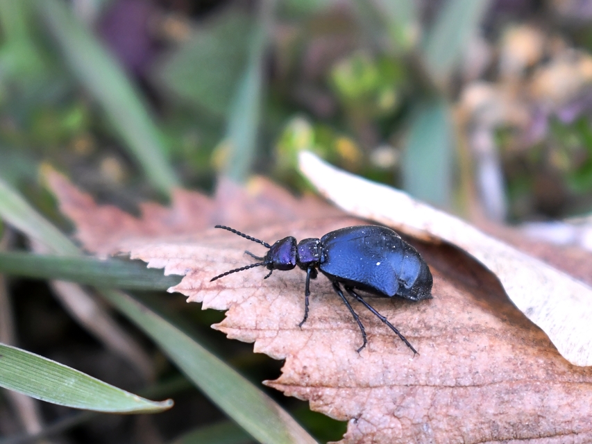 Meloe decorus - csinos nünüke