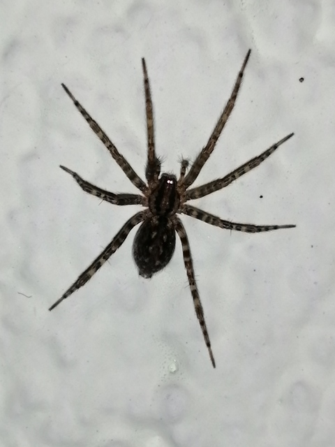 Tegenaria