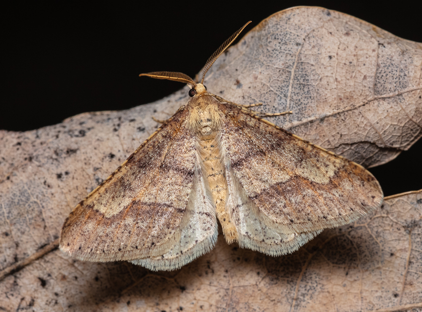 Agriopis marginaria - sárgás téliaraszoló