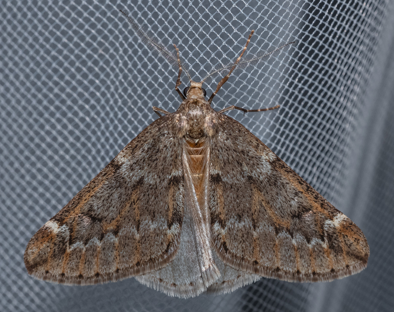 Alsophila aescularia - vadgesztenye-araszoló