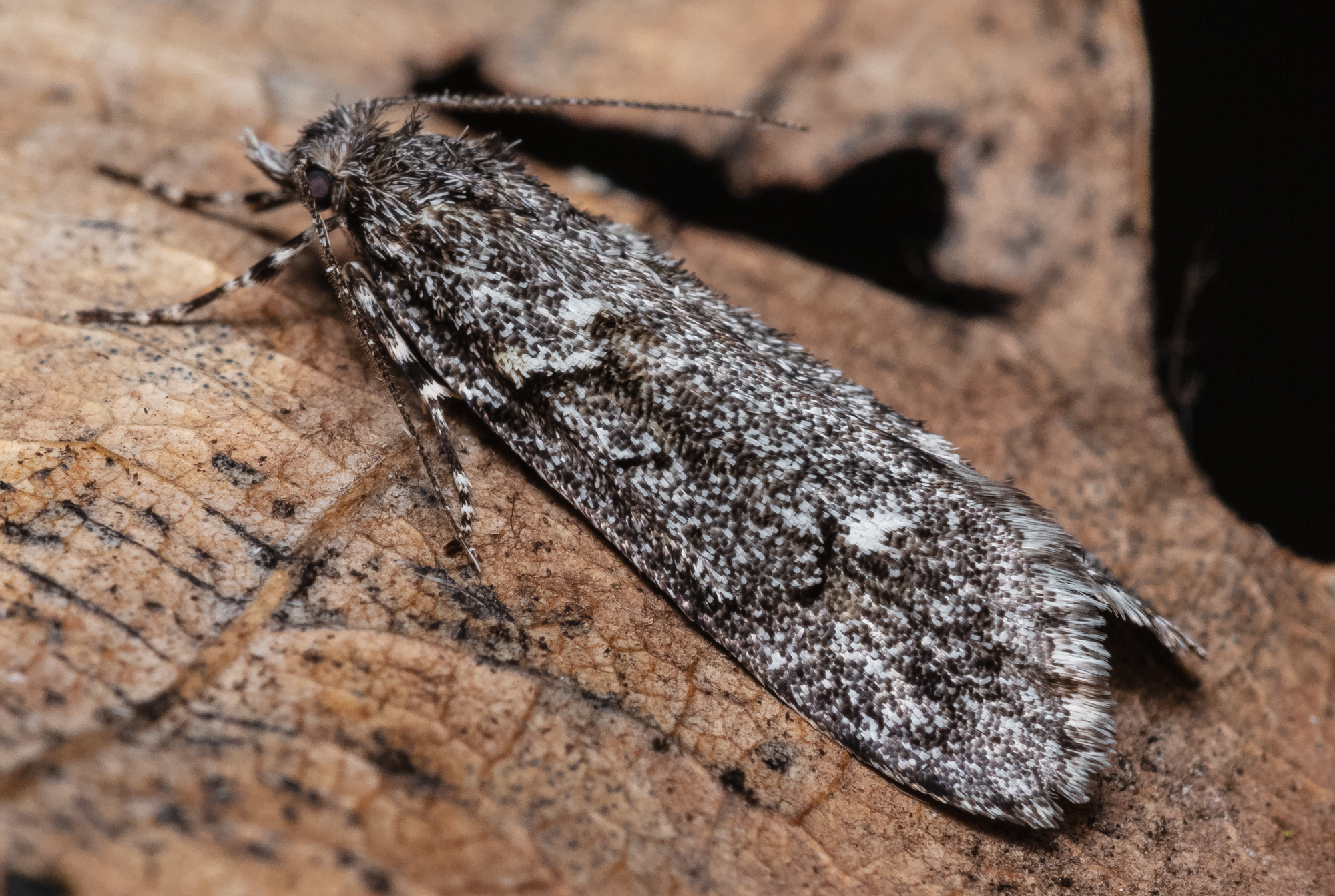 Diurnea fagella - szürke tavaszimoly