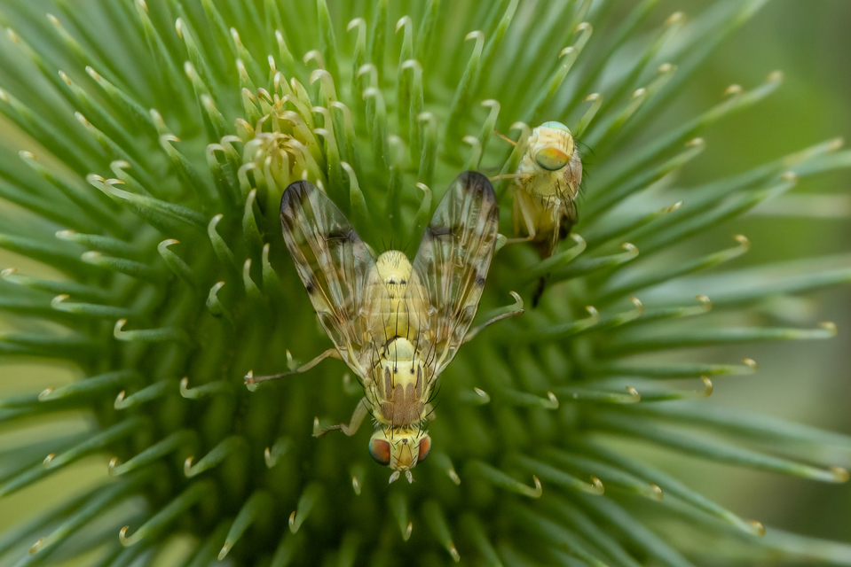 Tephritidae - fúrólégyfélék