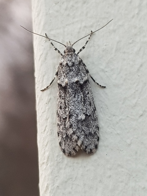 Diurnea fagella - szürke tavaszimoly