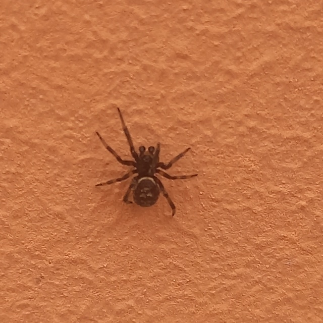 Steatoda albomaculata - koszorús törpepók