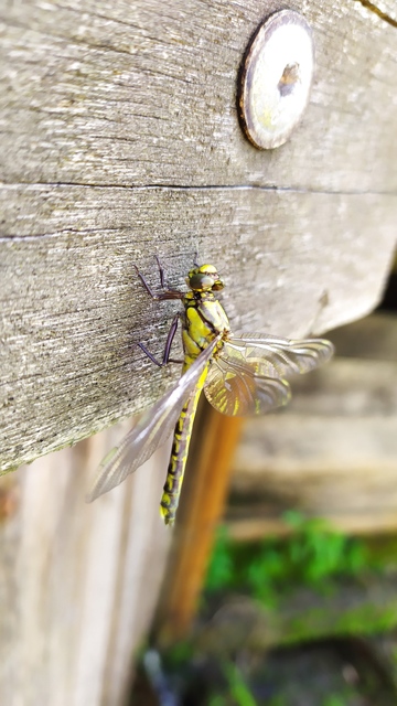 Gomphus vulgatissimus - feketelábú folyami-szitakötő