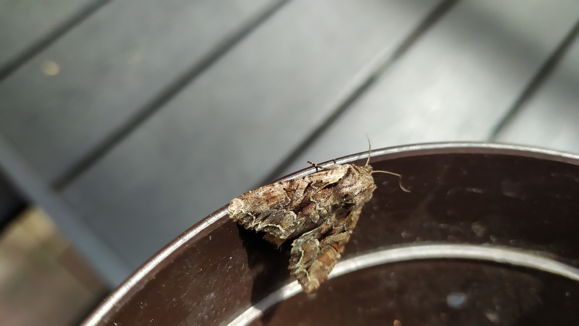 Lacanobia thalassina - borbolya-kertibagoly