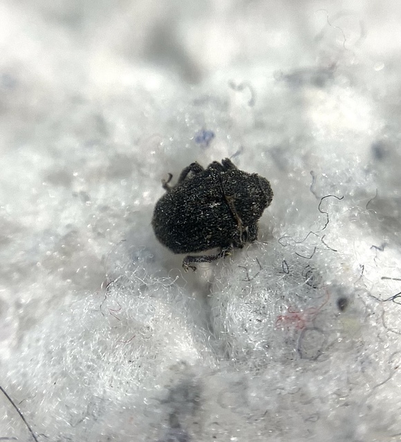 Glocianus pilosellus - szőrös gömbdedormányos
