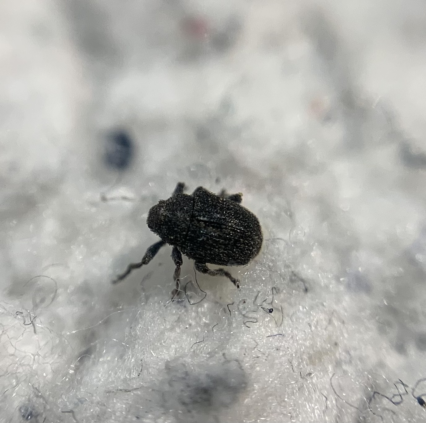 Glocianus pilosellus - szőrös gömbdedormányos