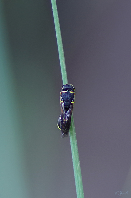Alastor mocsaryi