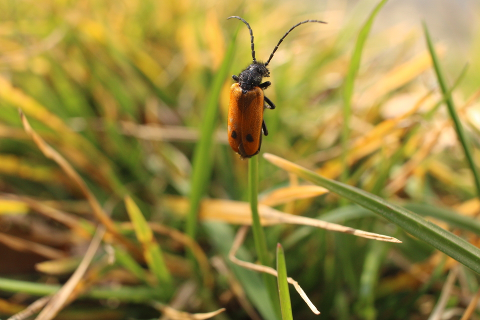 Apalus bimaculatus - kétfoltos élősdibogár