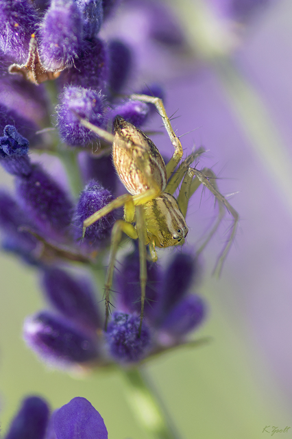 Oxyopes lineatus