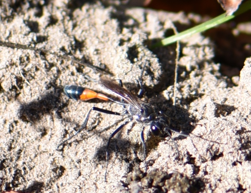 Ammophila sabulosa - homoki hernyóölődarázs